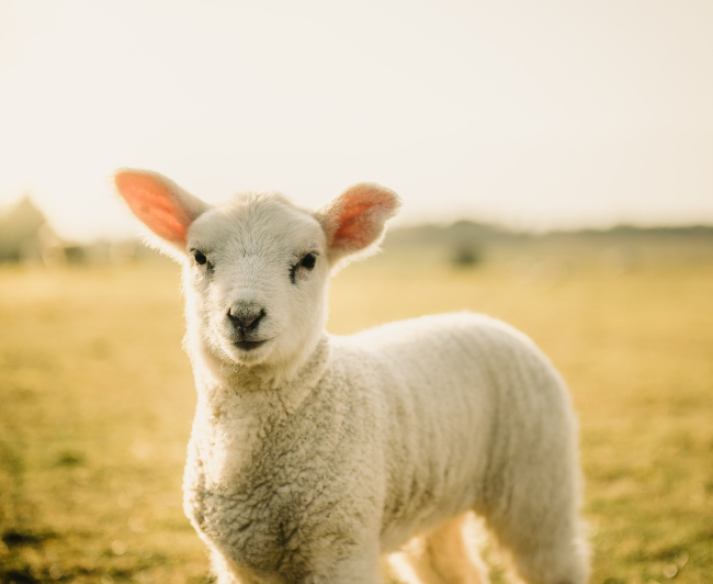 lamb